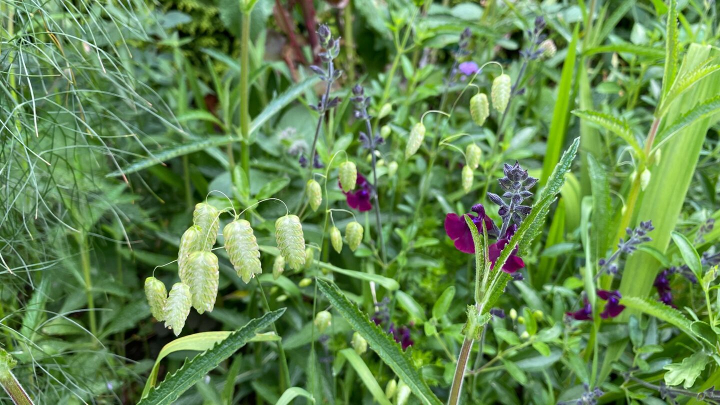 July Gardening - What To Do in the Garden in July july-gardening-grass-briza-maxima