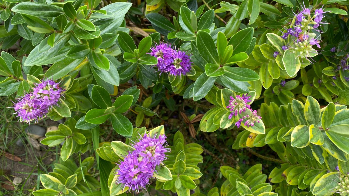 July Gardening - What To Do in the Garden in July july-gardening-hebe