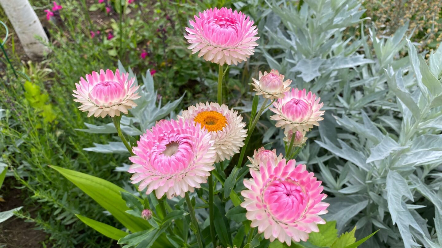 July Gardening - What To Do in the Garden in July july-gardening-helichrysum