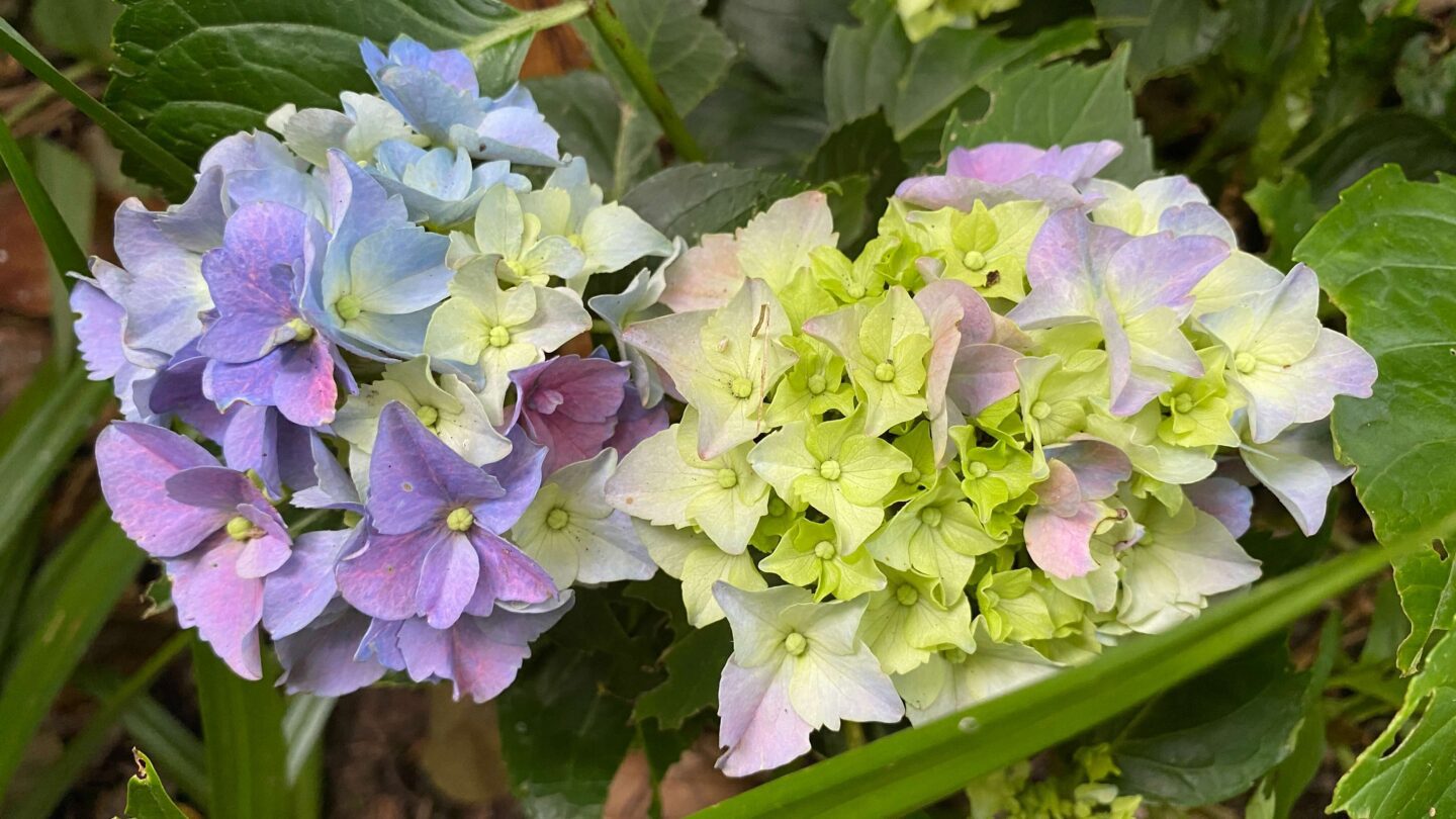 July Gardening - What To Do in the Garden in July july-gardening-hydrangea-blue