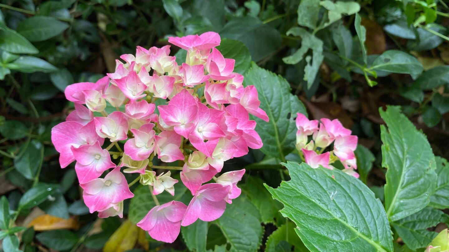 July Gardening - What To Do in the Garden in July july-gardening-hydrangea-pink