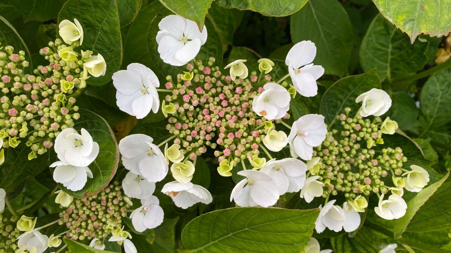July Gardening - What To Do in the Garden in July july-gardening-hydrangea-white