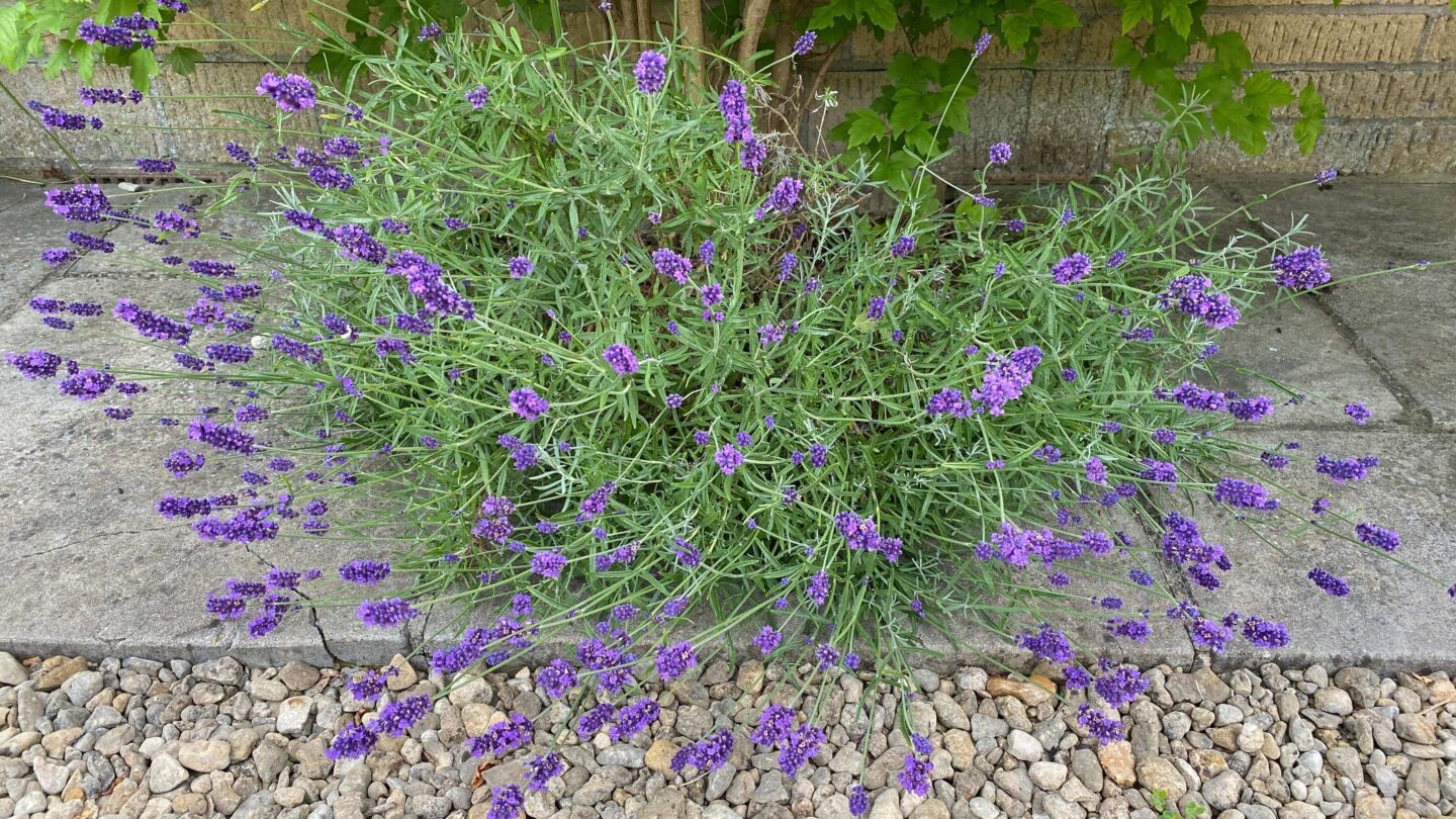 July Gardening - What To Do in the Garden in July july-gardening-lavender