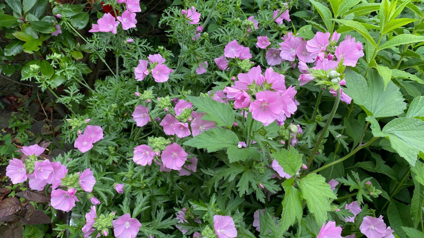 July Gardening - What To Do in the Garden in July july-gardening-mallow-pink