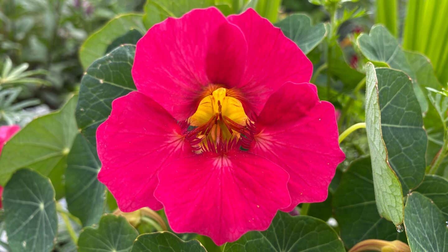 July Gardening - What To Do in the Garden in July july-gardening-nasturtium-pink