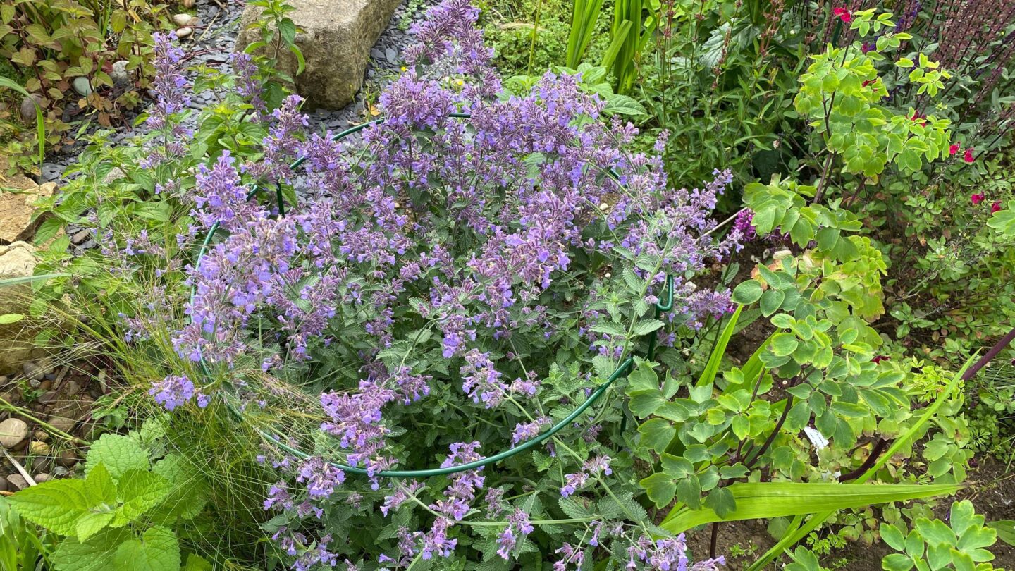 July Gardening - What To Do in the Garden in July july-gardening-nepeta