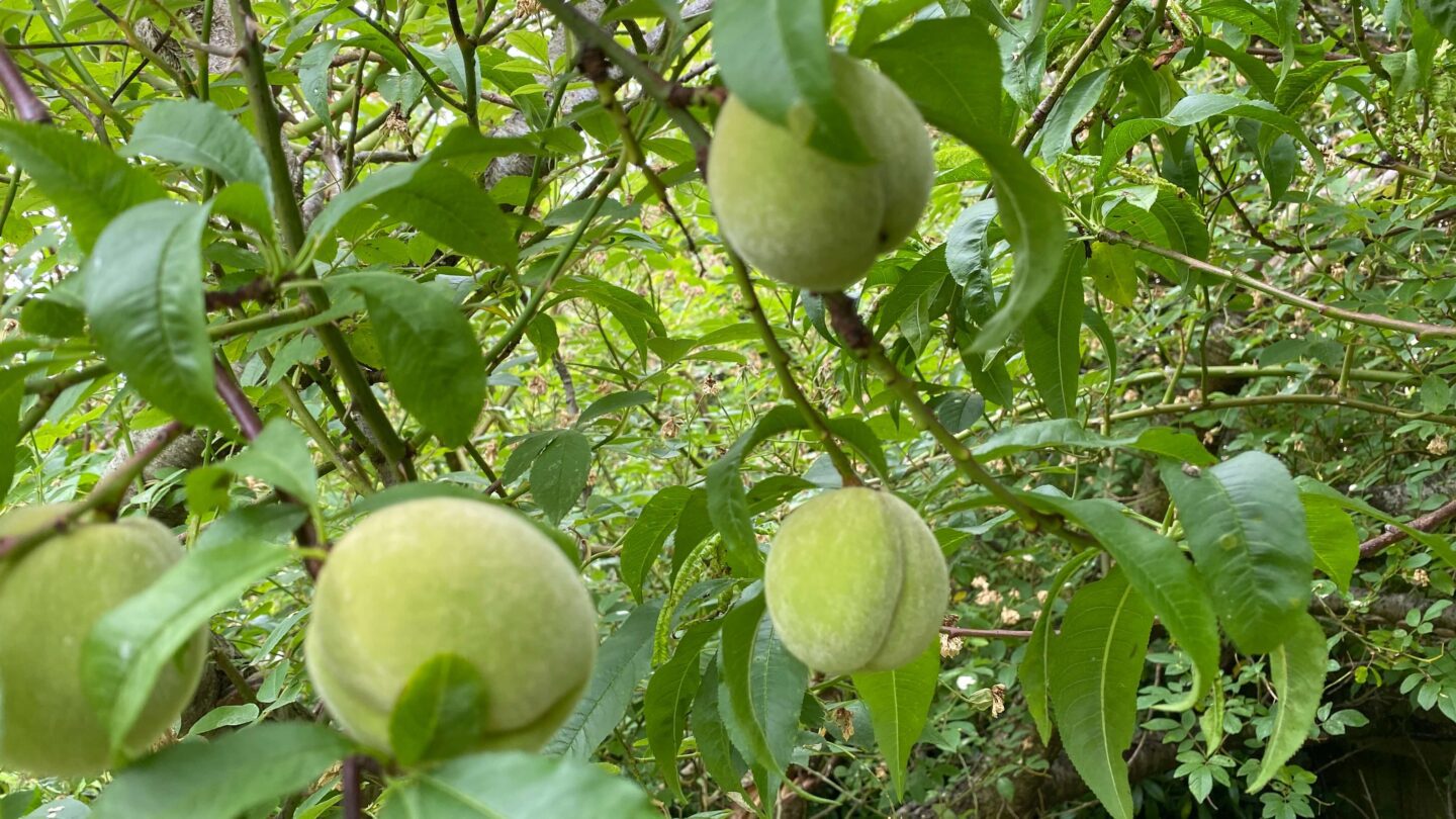 July Gardening - What To Do in the Garden in July july-gardening-peaches