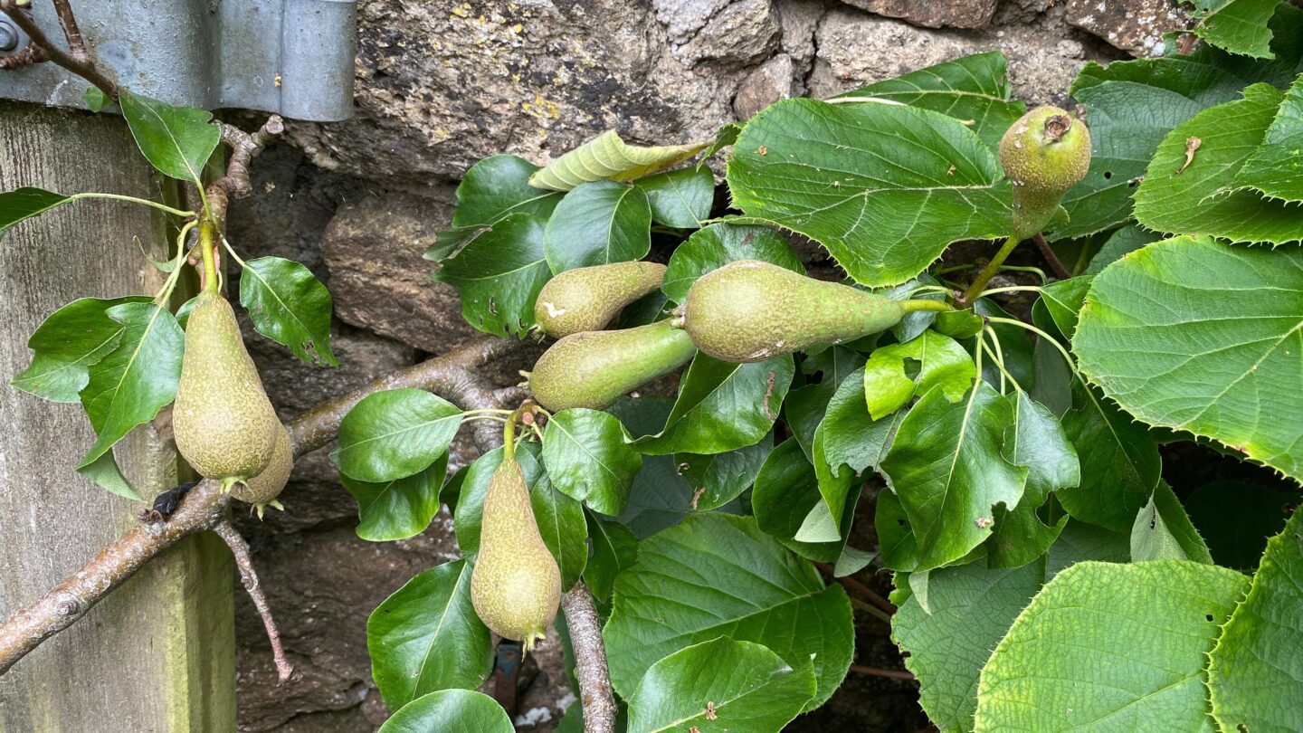 July Gardening - What To Do in the Garden in July july-gardening-pears