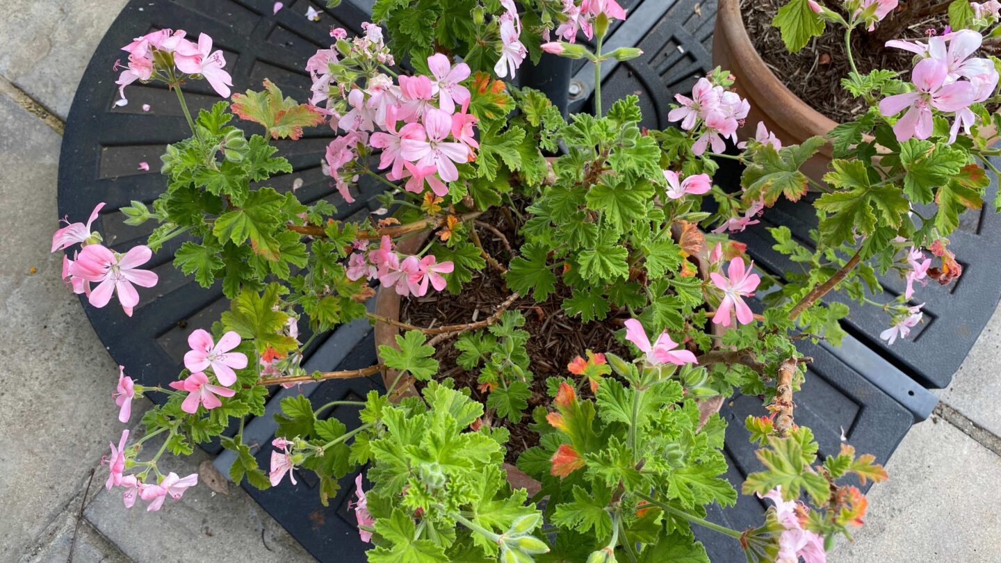 July Gardening - What To Do in the Garden in July july-gardening-pelargonium-attar-of-roses