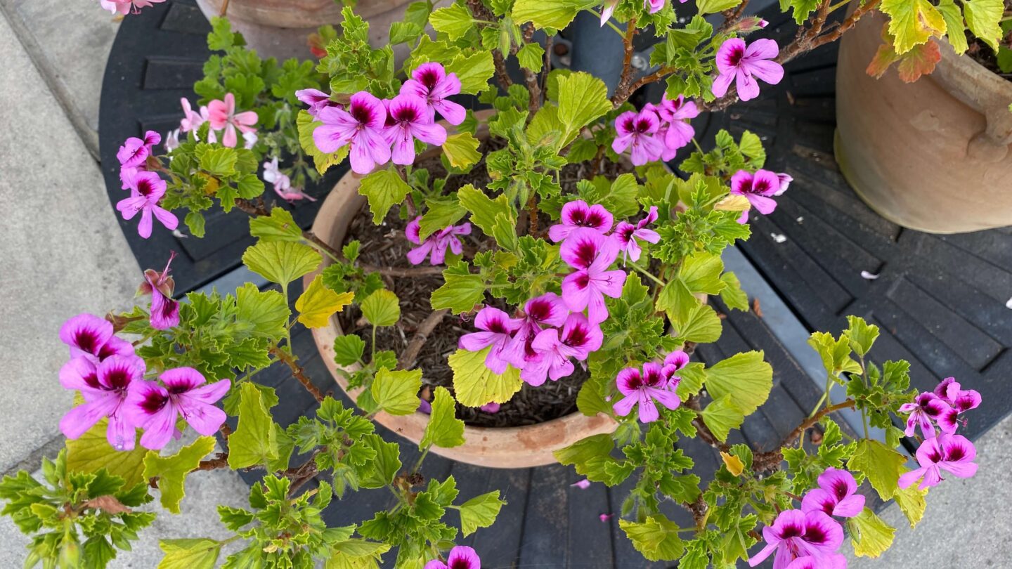July Gardening - What To Do in the Garden in July july-gardening-pelargonium-orange-fizz