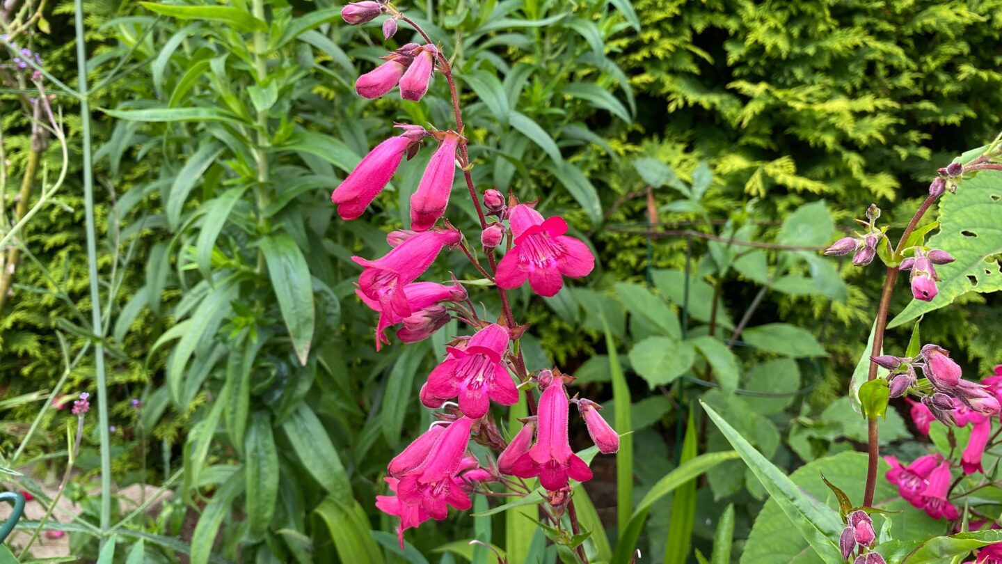 July Gardening - What To Do in the Garden in July july-gardening-penstemons-pink