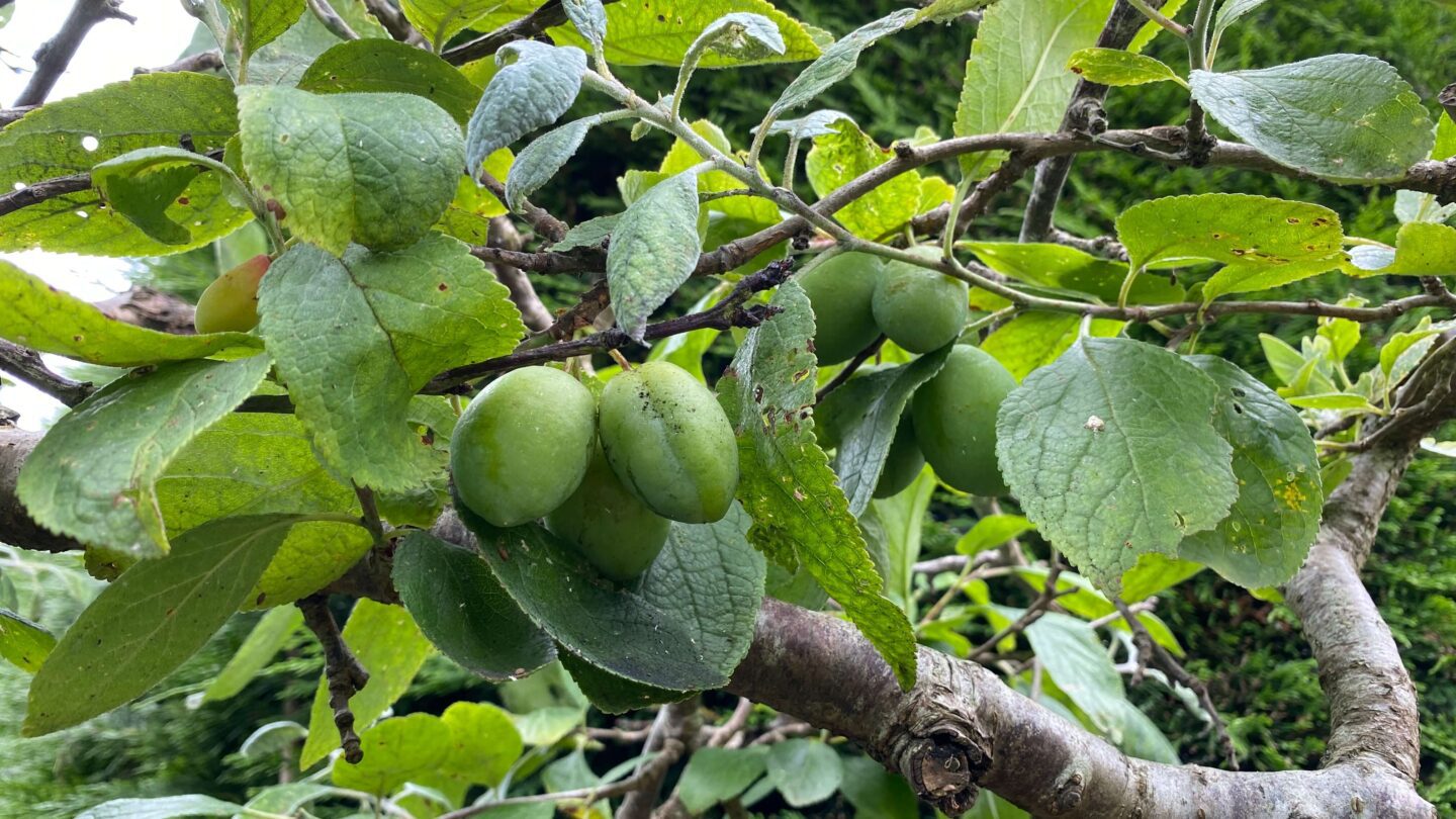 July Gardening - What To Do in the Garden in July july-gardening-plums