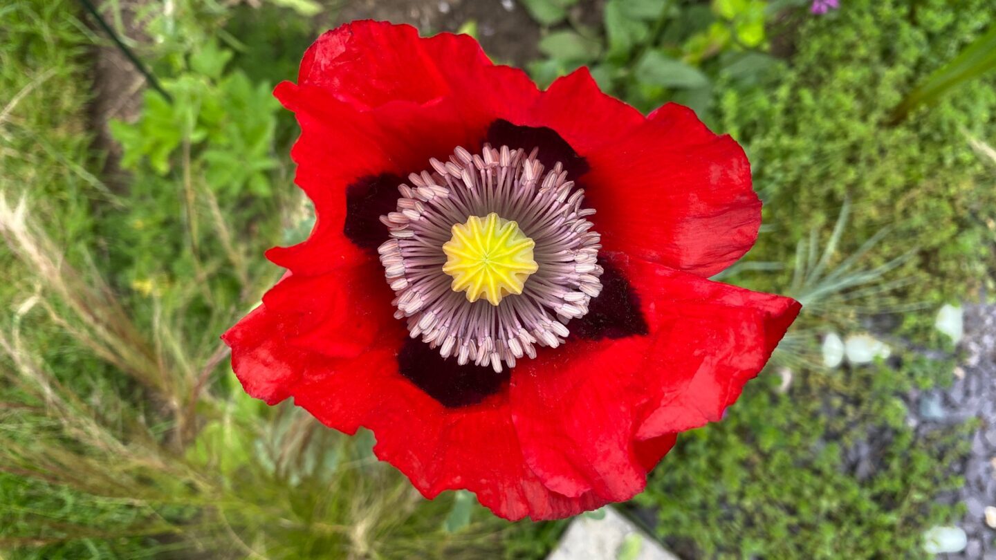 July Gardening - What To Do in the Garden in July july-gardening-poppy-bright-red