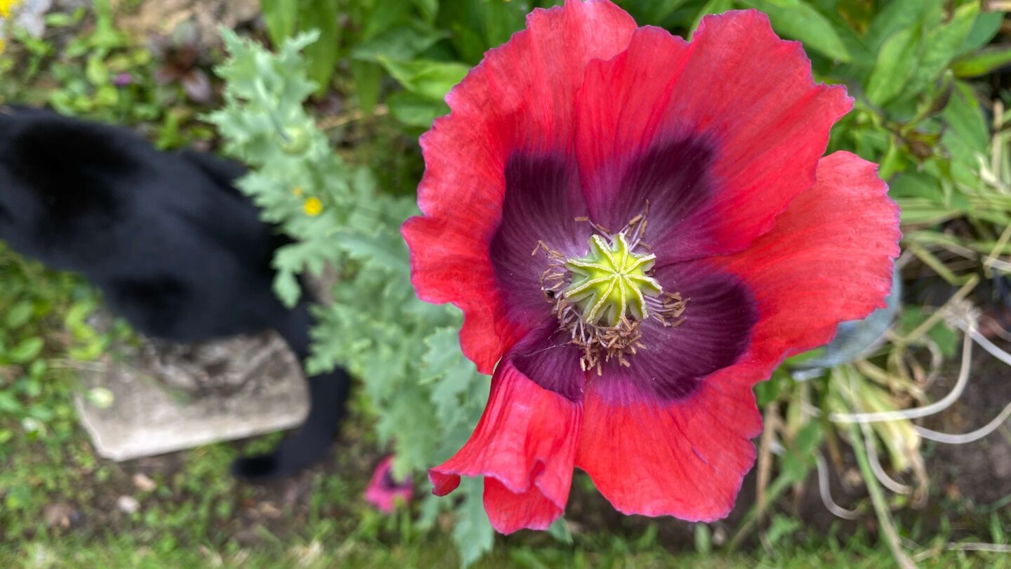 July Gardening - What To Do in the Garden in July july-gardening-poppy-pale-red