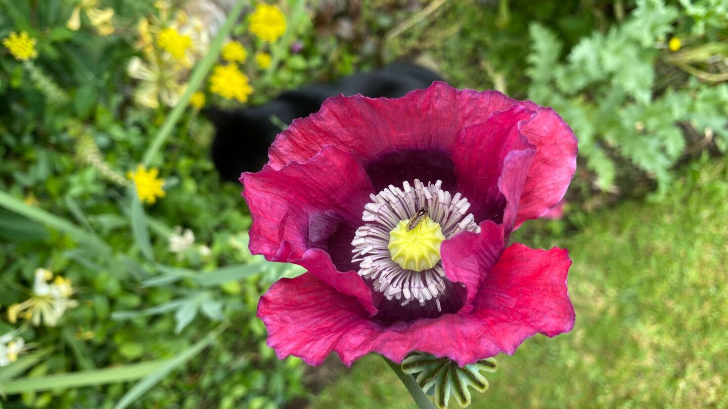 July Gardening - What To Do in the Garden in July july-gardening-poppy-pink