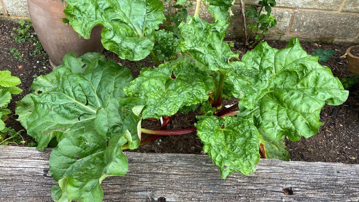 July Gardening - What To Do in the Garden in July july-gardening-rhubarb