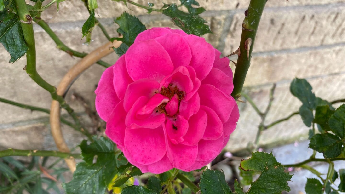 July Gardening - What To Do in the Garden in July july-gardening-rose-pink