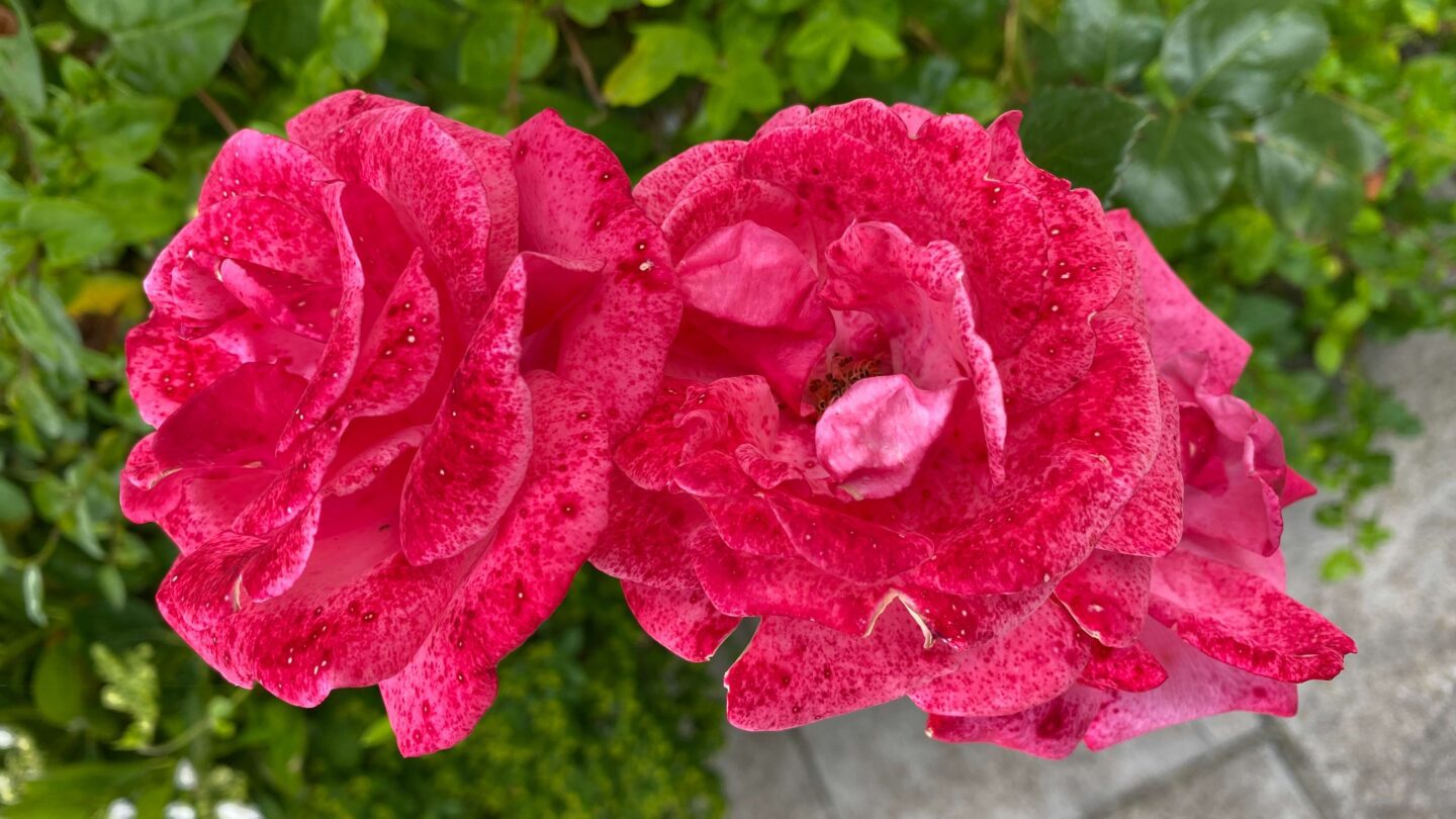 July Gardening - What To Do in the Garden in July july-gardening-roses-pink