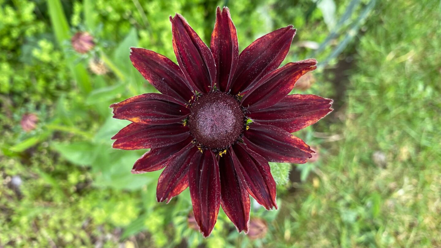 July Gardening - What To Do in the Garden in July july-gardening-rudbeckia