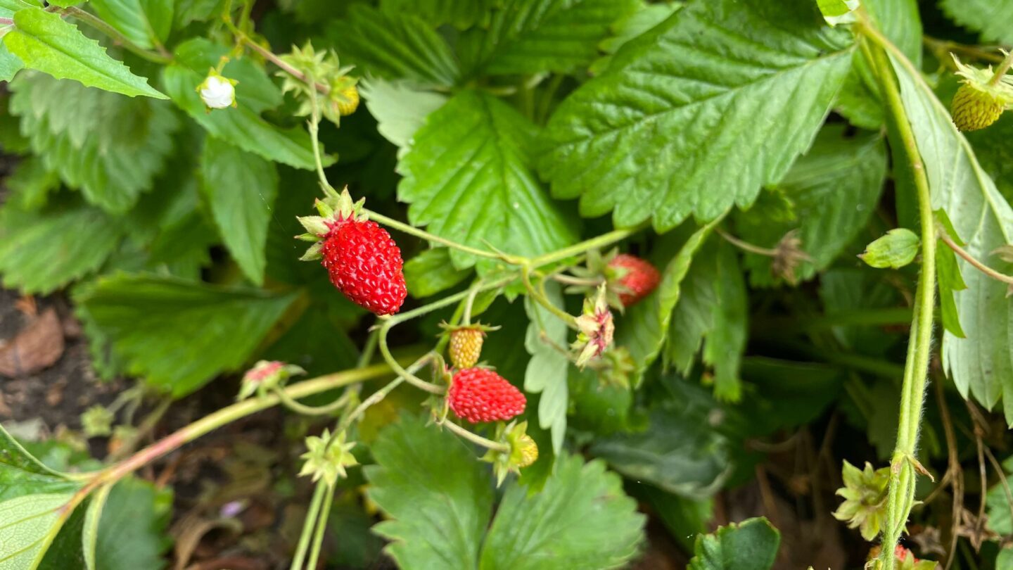 July Gardening - What To Do in the Garden in July july-gardening-strawberries-wild