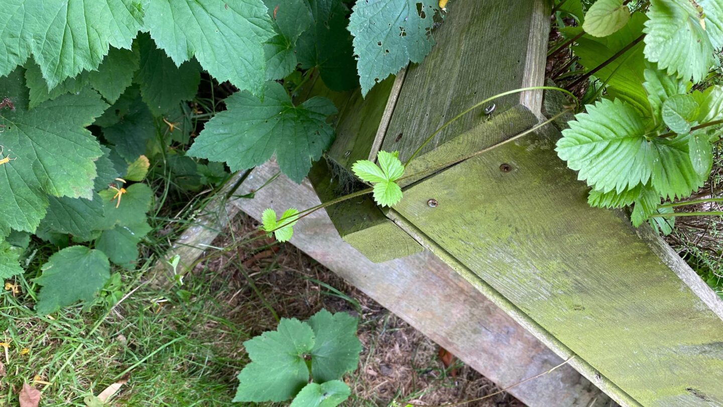 July Gardening - What To Do in the Garden in July july-gardening-strawberry-runners
