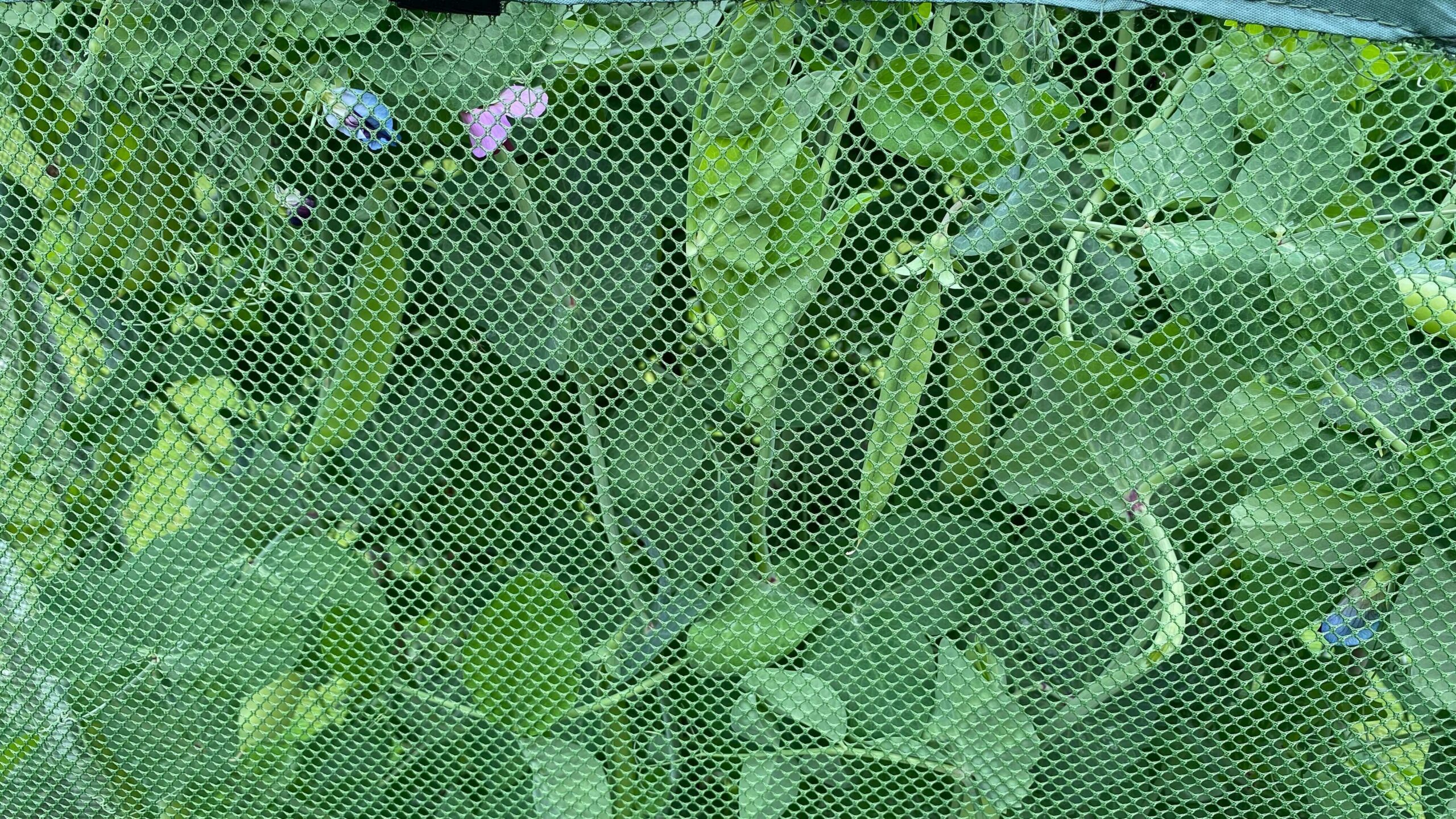 July Gardening - What To Do in the Garden in July july-gardening-sugar-snap-peas