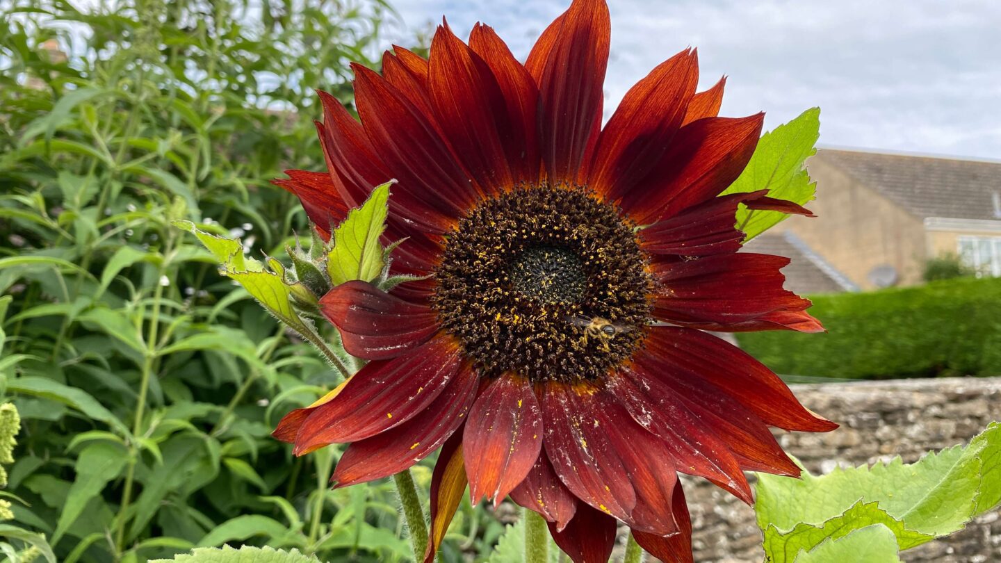 July Gardening - What To Do in the Garden in July july-gardening-sunflower-crimson