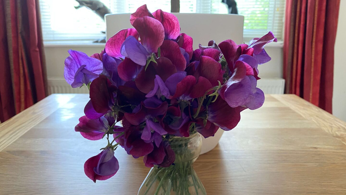 July Gardening - What To Do in the Garden in July july-gardening-sweet-peas-vase