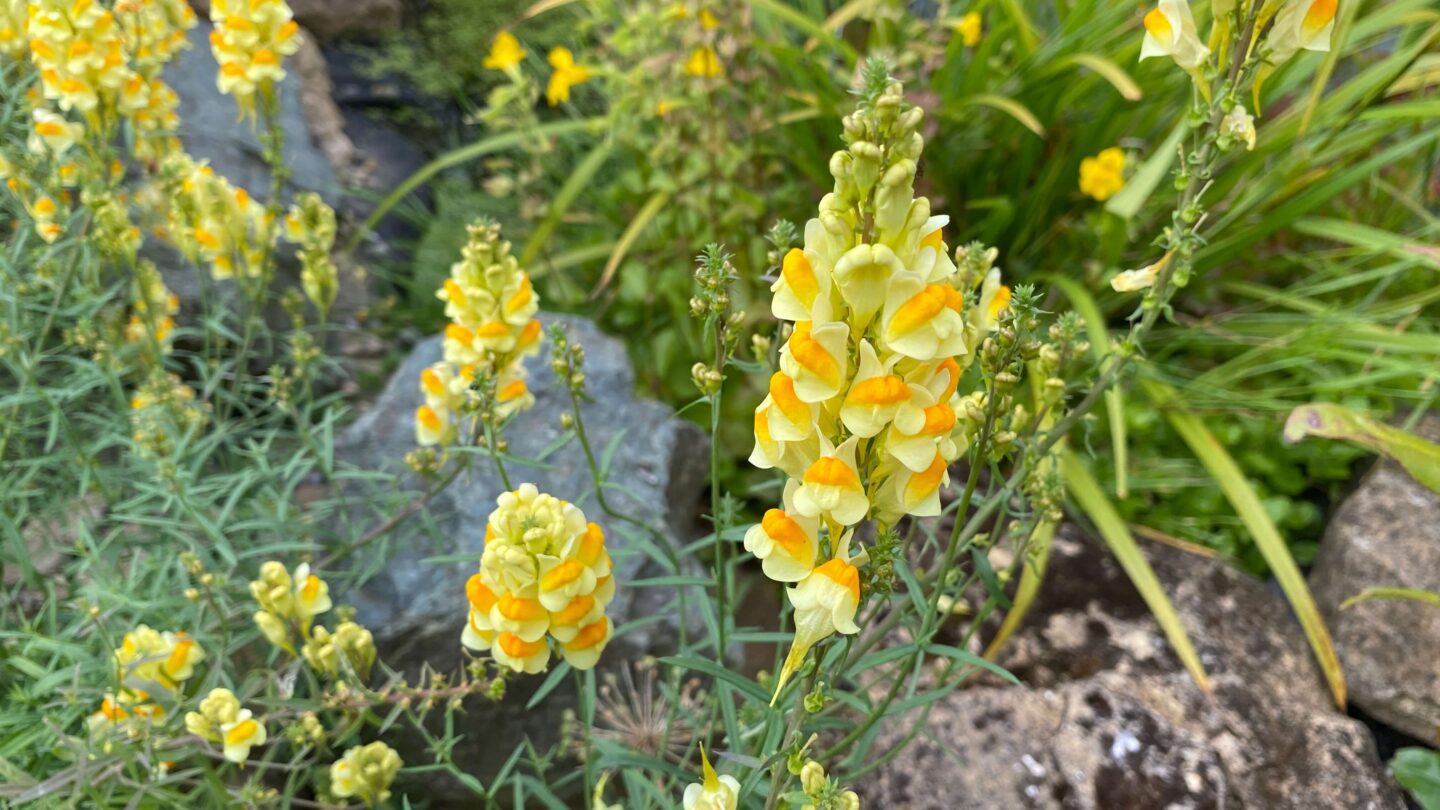 July Gardening - What To Do in the Garden in July july-gardening-toadflax-yellow