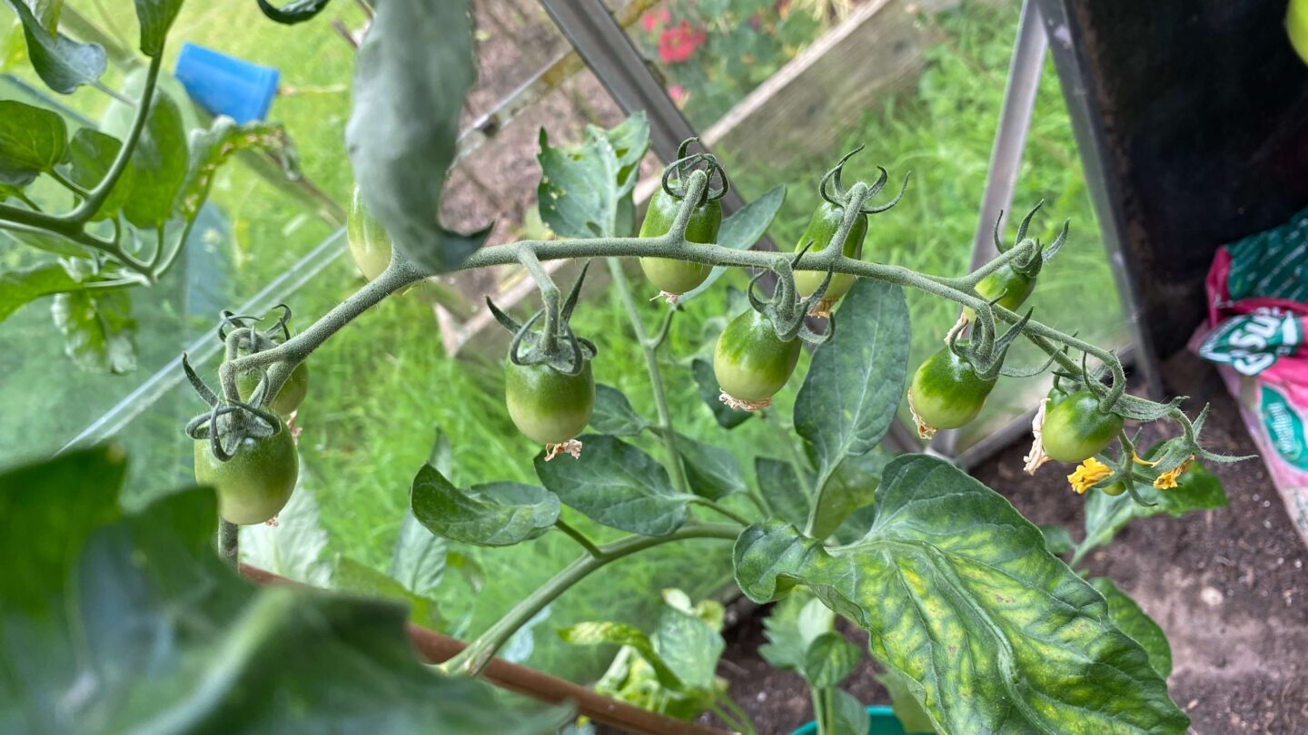 July Gardening - What To Do in the Garden in July july-gardening-tomatoes
