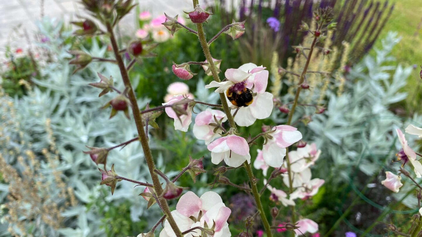 July Gardening - What To Do in the Garden in July july-gardening-verbascum-white
