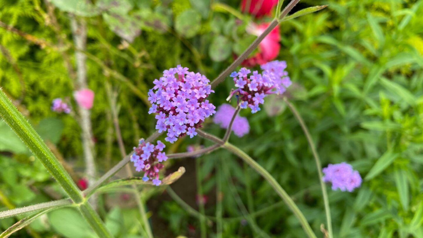 July Gardening - What To Do in the Garden in July july-gardening-verbena