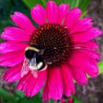September-gardening-pink-echinacea