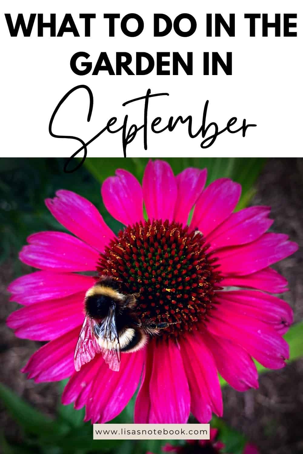 September Gardening - What To Do in the Garden in September September-gardening-pink-echinacea-pinterest