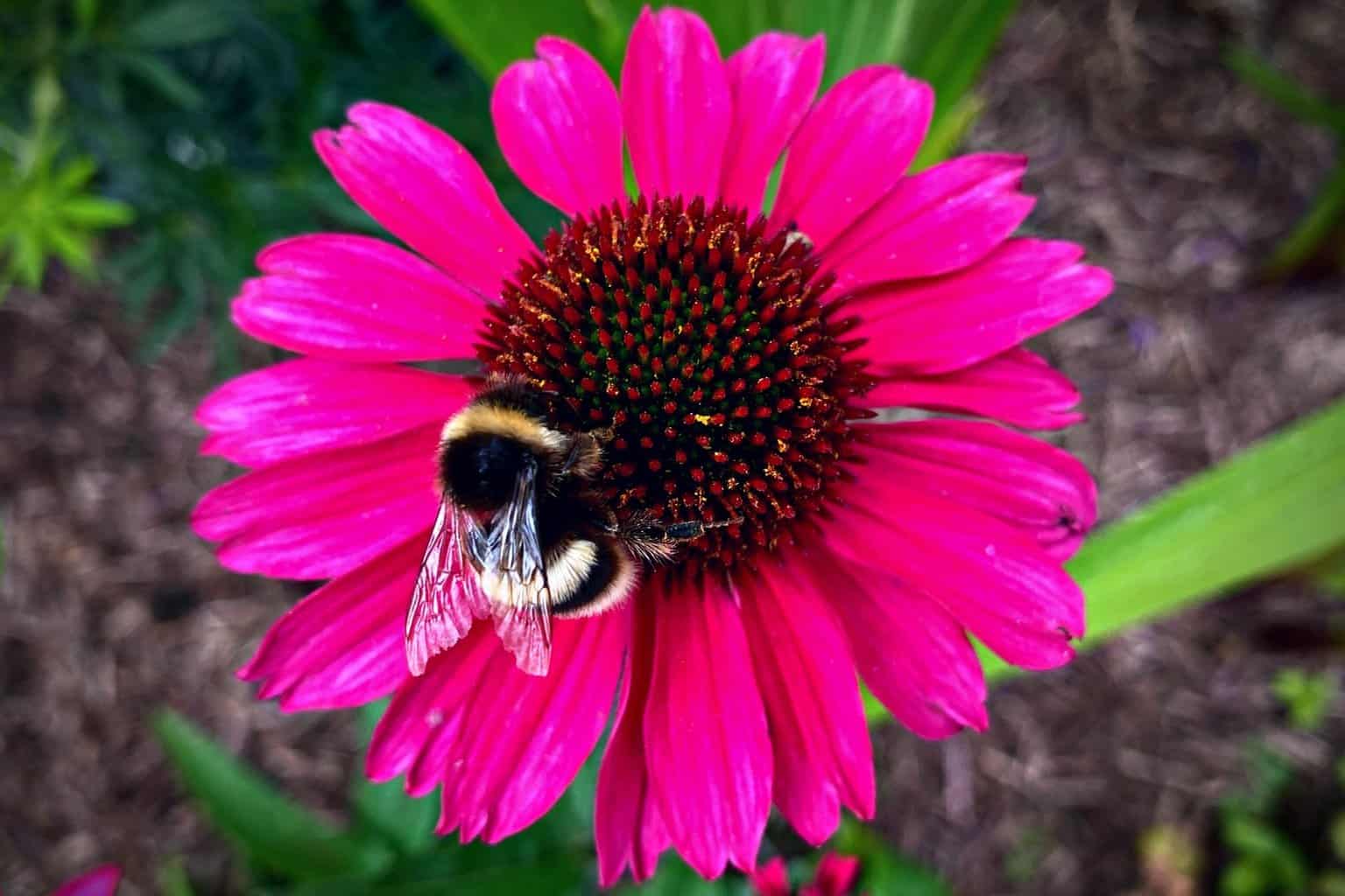 September Gardening - What To Do in the Garden in September September-gardening-pink-echinacea