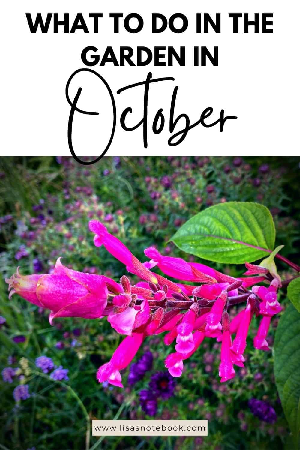 October Gardening - What To Do in the Garden in October October-gardening-pink-salvia-pinterest