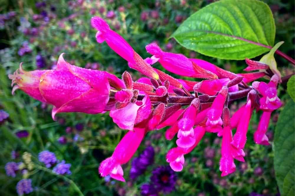 October Gardening - What To Do in the Garden in October October-gardening-pink-salvia