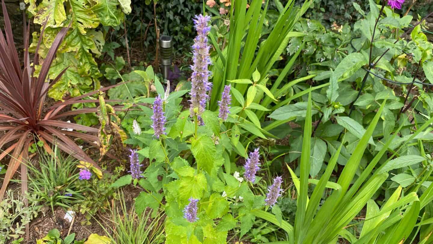 September Gardening - What To Do in the Garden in September September-gardening-agastache