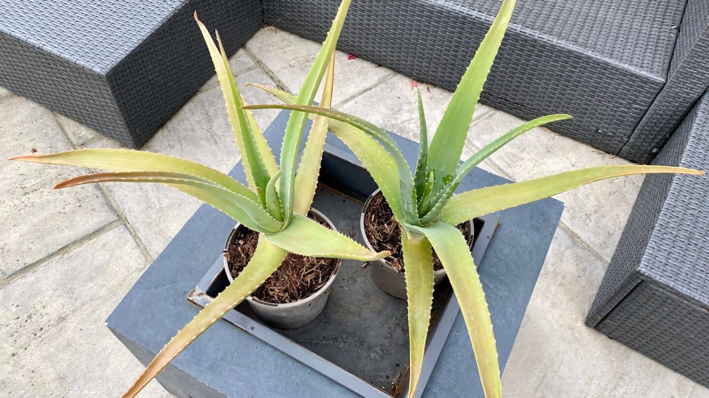 September Gardening - What To Do in the Garden in September September-gardening-aloe-veras