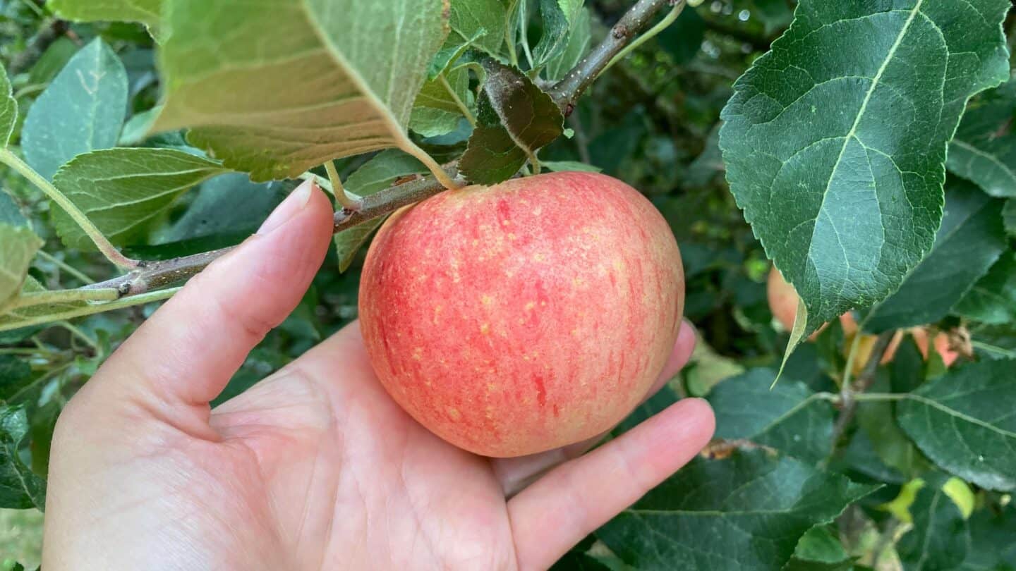 September Gardening - What To Do in the Garden in September September-gardening-apple-on-tree
