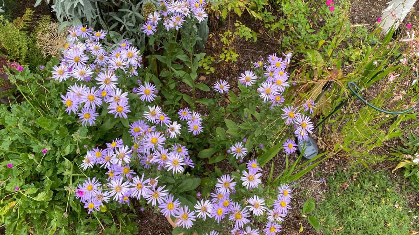 September Gardening - What To Do in the Garden in September September-gardening-asters-purple