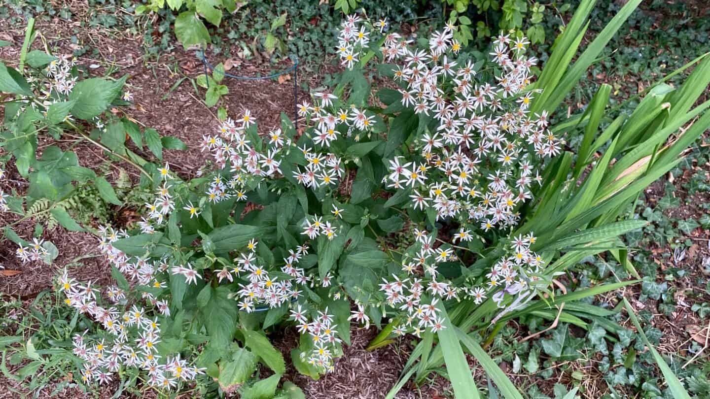 September Gardening - What To Do in the Garden in September September-gardening-blue-wood-aster-white