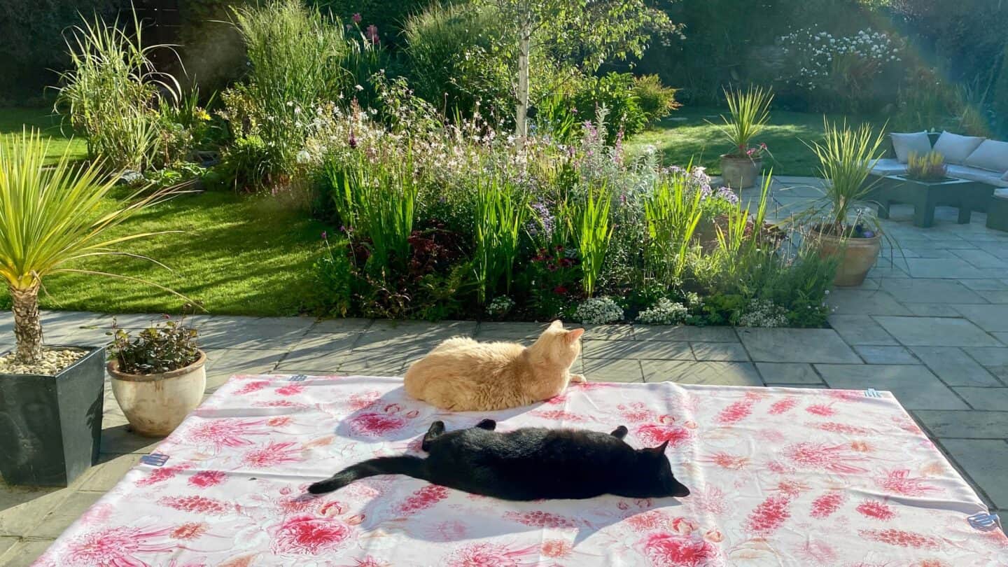 September Gardening - What To Do in the Garden in September September-gardening-cats-on-table