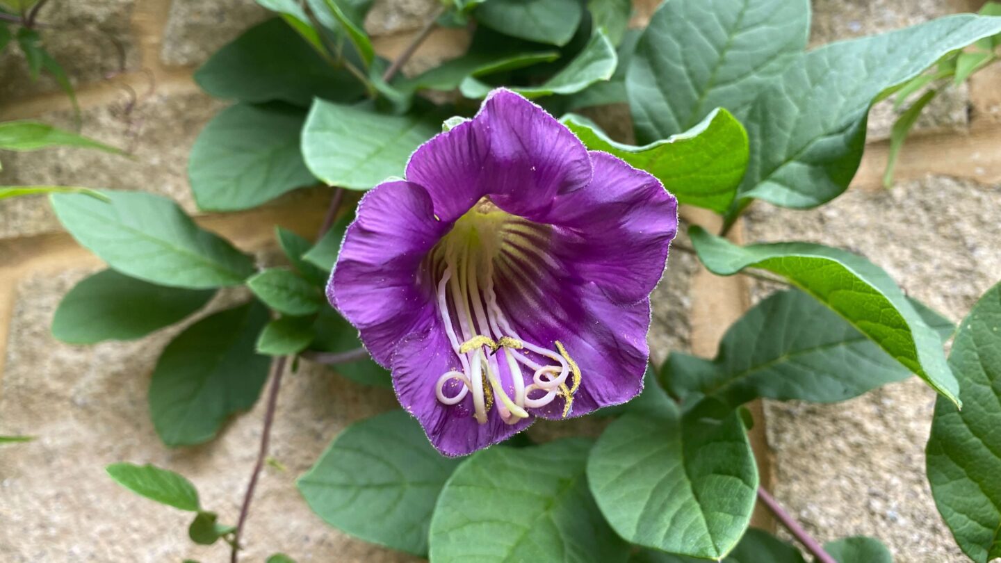 September Gardening - What To Do in the Garden in September September-gardening-cobea-scandens-purple