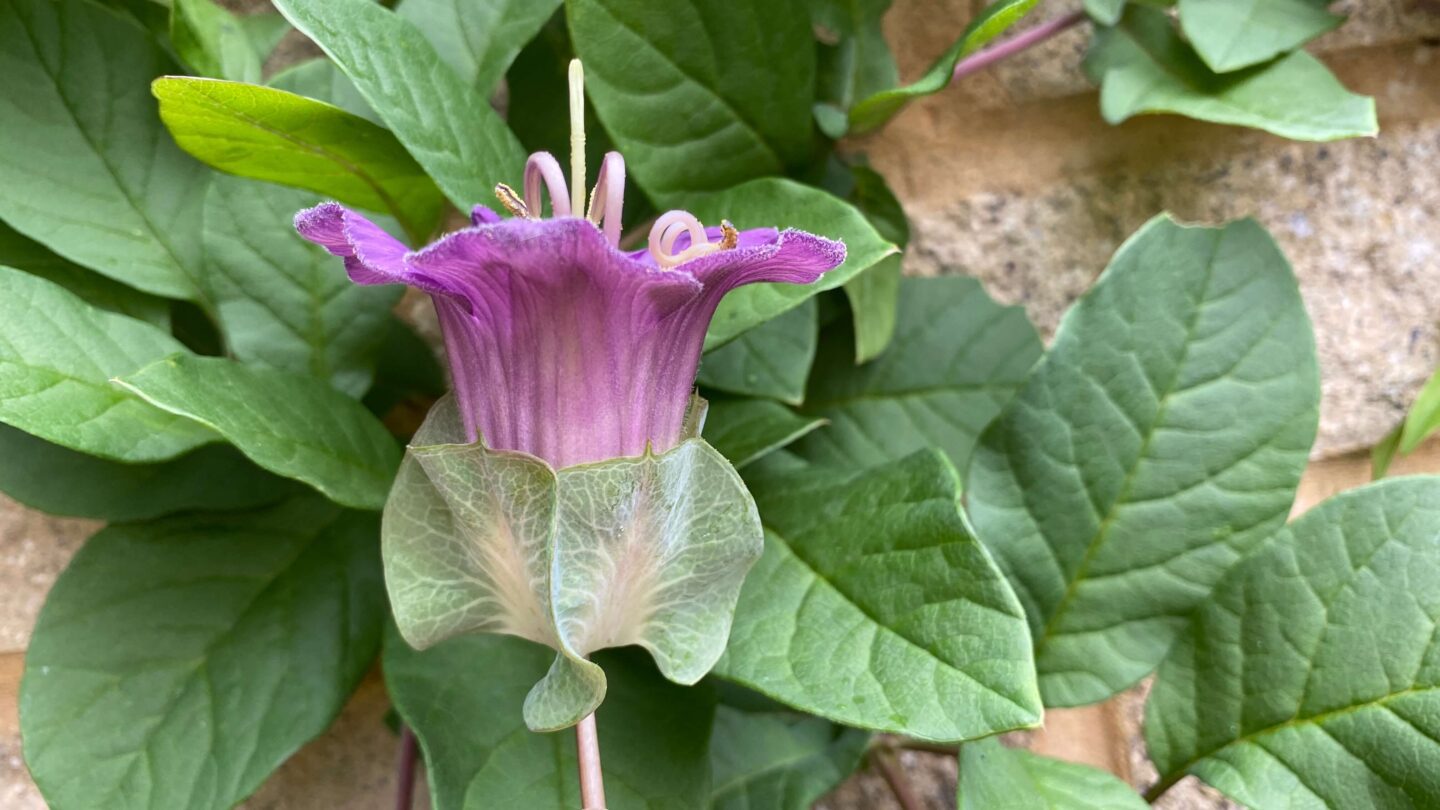 September Gardening - What To Do in the Garden in September September-gardening-cobea-scandens-purple-up