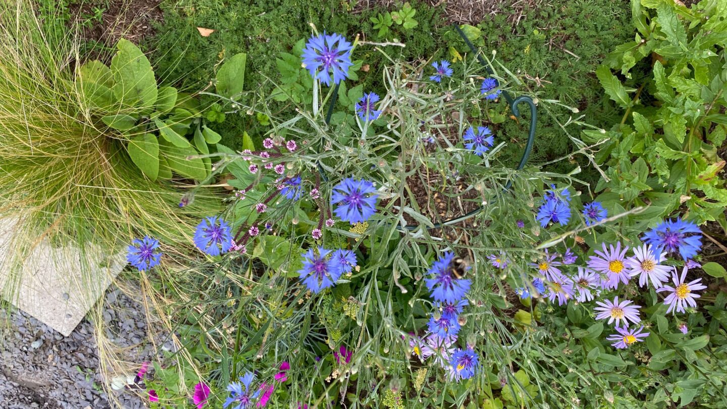 September Gardening - What To Do in the Garden in September September-gardening-cornflowers-blue