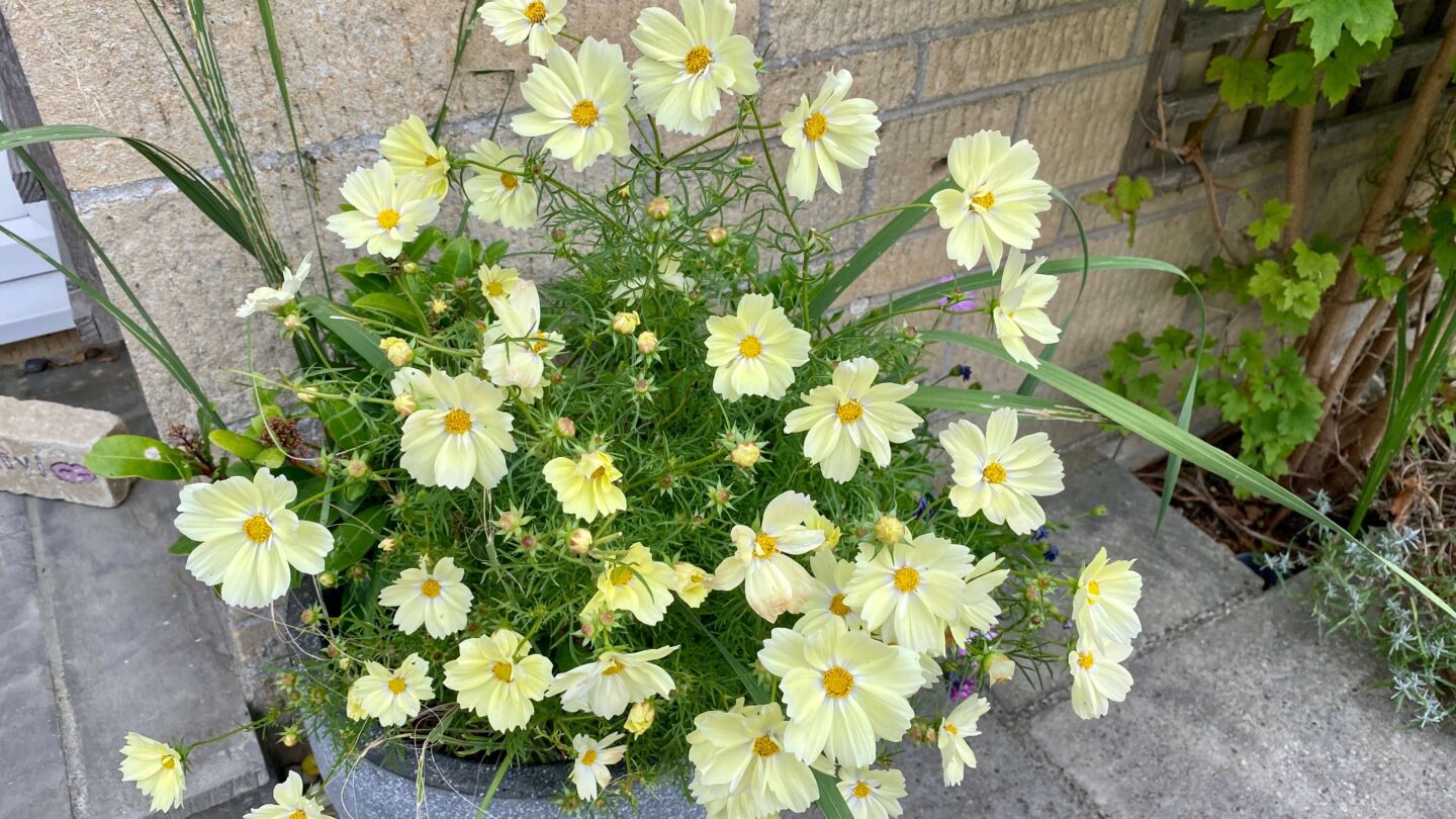 September Gardening - What To Do in the Garden in September September-gardening-cosmos-yellow