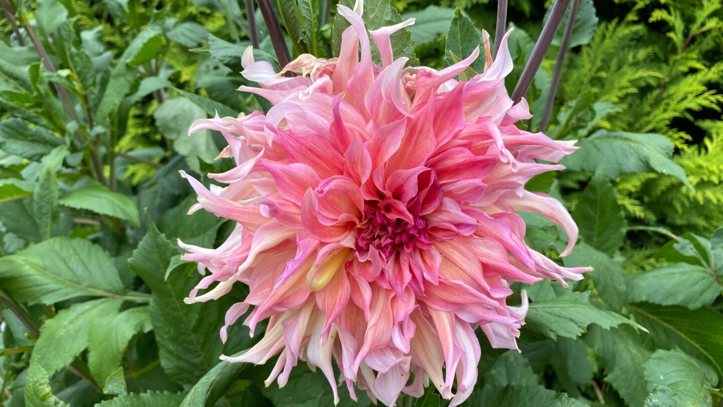 September Gardening - What To Do in the Garden in September September-gardening-dahlia-pink-Penhill-Watermelon
