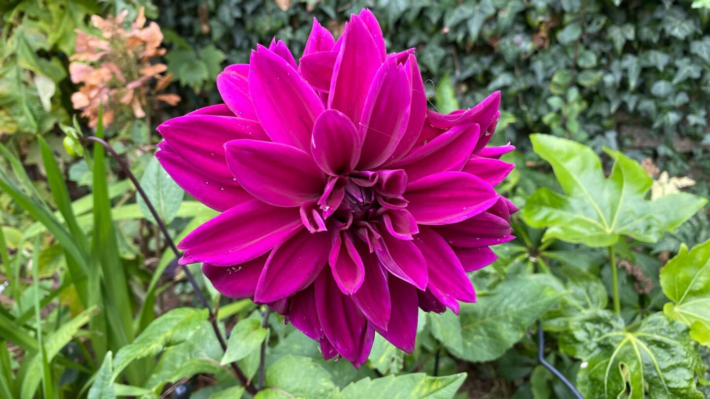 September Gardening - What To Do in the Garden in September September-gardening-dahlia-purple-Thomas-Edison