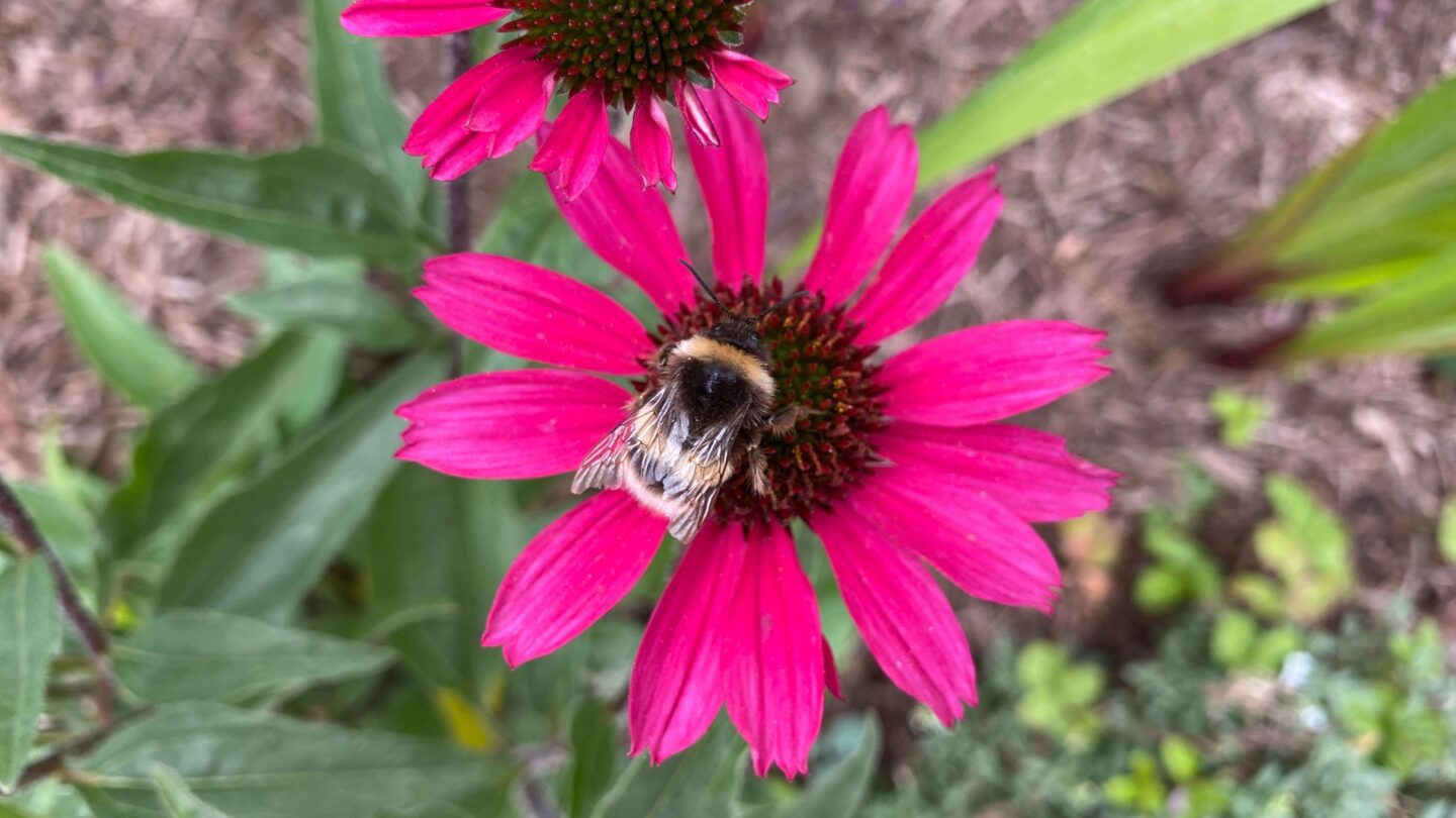 September Gardening - What To Do in the Garden in September September-gardening-echinacea-pink